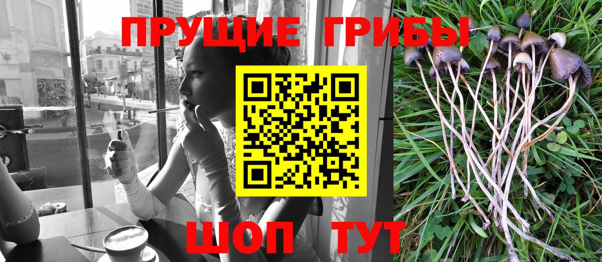 Энгельс  Псилоцибиновые грибы Psilocybe  Галлюциногенные грибы прущие грибы  Вход с VPN 